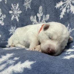 AKC Aspen - White female Siberian Husky puppy in Centreville, Maryland from Huskies By the Bay