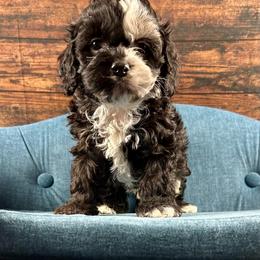 Binx - Black white and tan male Cockapoo puppy in Lancaster, Missouri from Cavapoo Acres
