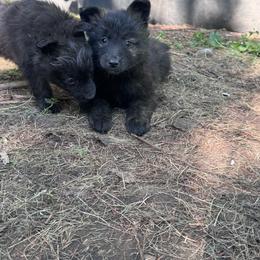 Girl 1 - Gold brindle female Dutch Shepherd puppy in Hastings, Minnesota from Century Hills Farm