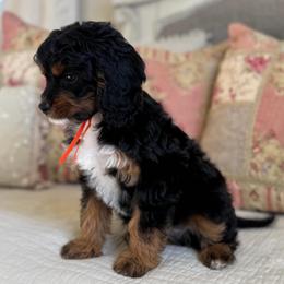 Willa - Tri-color female Cavapoo puppy in Beckley, West Virginia from Autumn Poodles/Doodles
