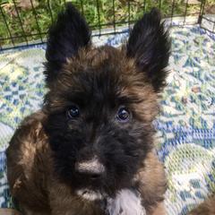 Belgian Laekenois Puppies from Chiens de Rafale