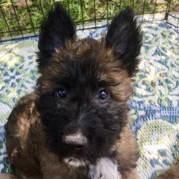 Belgian Laekenois Puppies from Chiens de Rafale