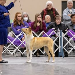 Harlow - Collie
