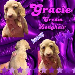 Gracie - Cream female Dachshund puppy in Brazil, Indiana from King Duke Dachshunds