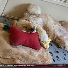 Cocker Spaniel Puppies from Chloe's Cocker Spaniels