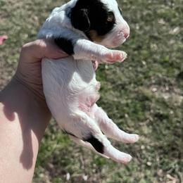 Charm - Tri-color male Cavapoo puppy in Mount Vernon, Texas from S and J Cavapoos