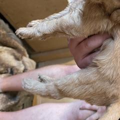 Boy 2 - Labradoodle puppy in Sandy, Utah from Vals Doodles