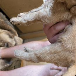 Boy 2 - Labradoodle puppy in Sandy, Utah from Vals Doodles