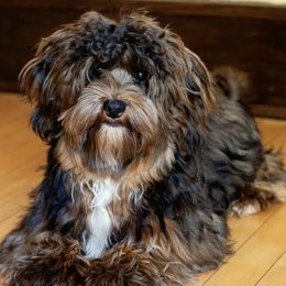 Havanese from Pure Breed Havanese