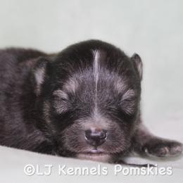 Cibatta - Black male Pomsky puppy in Centerville, Iowa from LJ Kennels Pomskies, LLC