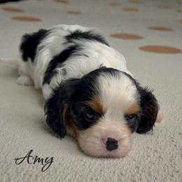 Amy - Tri-color female Cavalier King Charles Spaniel puppy in Miami, Florida from Mario’s Pups