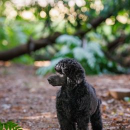 Poodle Puppies from Mystic Moon Poodles