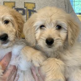 French Bulldog, Goldendoodle, and Golden Retriever Puppies from Crystal Coast Kennels, LLC