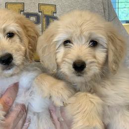 French Bulldog, Goldendoodle, and Golden Retriever Puppies from Crystal Coast Kennels, LLC