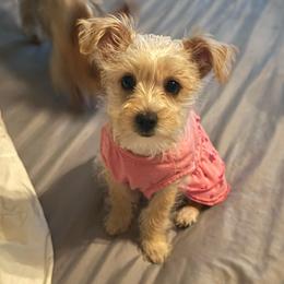 Abby - Gold female Yorkshire Terrier puppy in Deltona, Florida from Oliviero Yorkies
