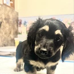 Lou - Black and cream male Dachshund puppy in Conway, Missouri from Ozark Mountain Kennel