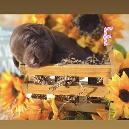 Pink Female - Chocolate female Labrador Retriever puppy in Carrollton, Virginia from Southern Heritage Retrievers