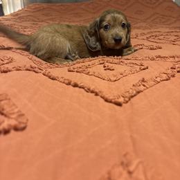 Little George - Red male Dachshund puppy in Brevard, North Carolina from Morgan’s Dachshund’s & Aussies