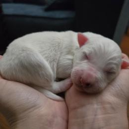 Girl 4 - White ticked female Border Collie puppy in Piedmont, South Carolina from Soaring Borders Border Collies
