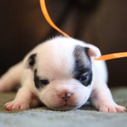 Orange Collar - White and brindle female French Bulldog puppy in Wichita, Kansas from Phantasticus French Bulldogs