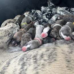 Whippet Puppies from Sara's Whippets