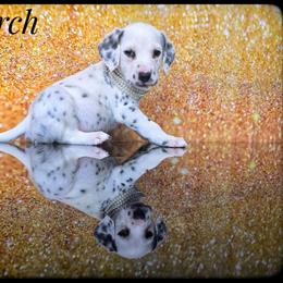 Monarch - White and black male Dalmatian puppy in Salem, Missouri from Paradise Spots Dalmatians