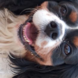 Cavalier King Charles Spaniels from Lavender Delight Cavaliers