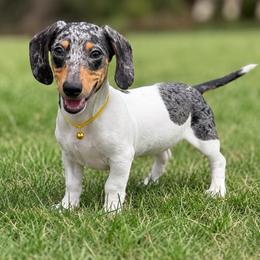 Klaus - Dapple male Dachshund puppy in Industry, Illinois from KDKs Kennels