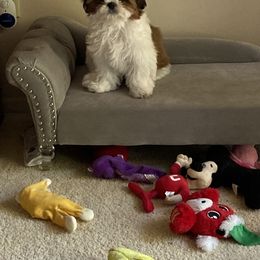 Shih Tzu All Grown Up from Shih Tzu Jewels of Cocoa