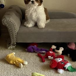 Shih Tzu All Grown Up from Shih Tzu Jewels of Cocoa