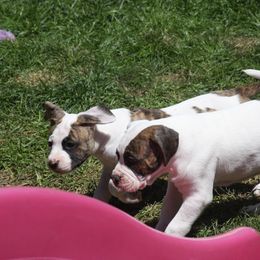 American Bulldog Puppies from Ferocia Kennels