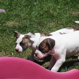 American Bulldog Puppies from Ferocia Kennels