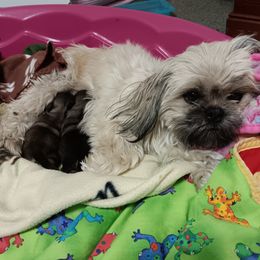 Lady - Shih Tzu