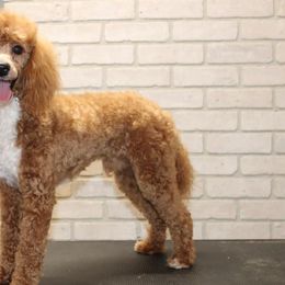 Aussiedoodles, Bernedoodles, Goldendoodles, and Poodles from Scott’s Farm Poodles and Doodles