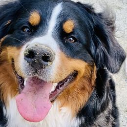 RUSH - Bernese Mountain Dog