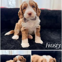 Frosty - Red male Australian Labradoodle puppy in Summerfield, North Carolina from Four Oaks Labradoodles