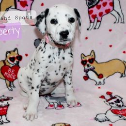 Liberty - White and black Dalmatian puppy in Lavon, Texas from Fox and Spots