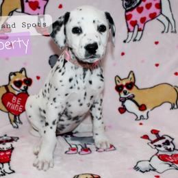 Liberty - White and black Dalmatian puppy in Lavon, Texas from Fox and Spots