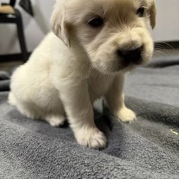 Boy 6 - Light golden male Golden Retriever puppy in Amherst, Virginia from Knight's Golden Acres