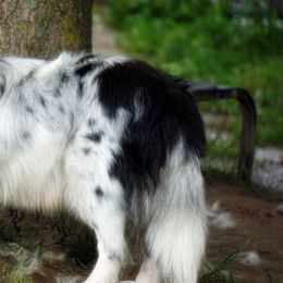 NILLA - Toy Shetland Sheepdog