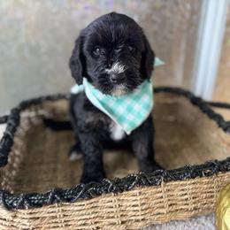 Rolly - Tri-color male Bernedoodle puppy in Fort Pierce, Florida from Gentle Giants Doodle Co.