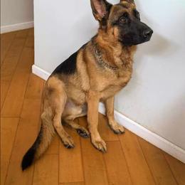 Echo - Black and red male German Shepherd puppy in Stockton, California from Zaragoza German Shepherds