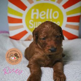 Goldendoodle Puppies from Poppy Doodle Farms