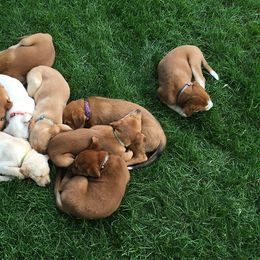 Carolina Dog Puppies from Williams Sweet Carolina