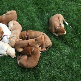 Carolina Dog Puppies from Williams Sweet Carolina
