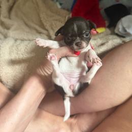 Akc girl 1 - Chocolate and white female Chihuahua puppy in Anoka, Minnesota from Anoka County MN AKC Chihuahuas