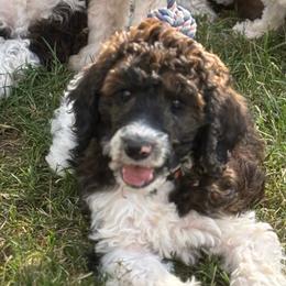 Aussiedoodles and Poodles from The Klepper Homestead