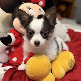 Adam CKC - Blue and white male Chihuahua puppy in Amity, Pennsylvania from Rhoda and Verna