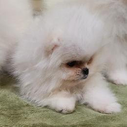 Sky - Cream male Pomeranian puppy in Hillsdale, Michigan from Kathy's K9 Cuties