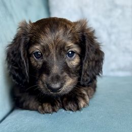 Miles - 2800 - Brindle male Dachshund puppy in Krum, Texas from Tired Chef Dachshunds